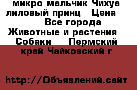 микро мальчик Чихуа лиловый принц › Цена ­ 90 - Все города Животные и растения » Собаки   . Пермский край,Чайковский г.